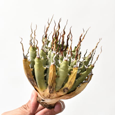 エボリスピナ | STORES