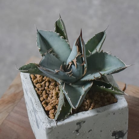 アガベ チタノタ ホワイト【白肌】RF22778