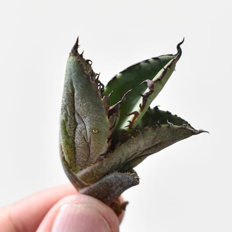 黒火焔、ユタエンシス、チタノタUS産子株 セット！ アガベ ホワイト