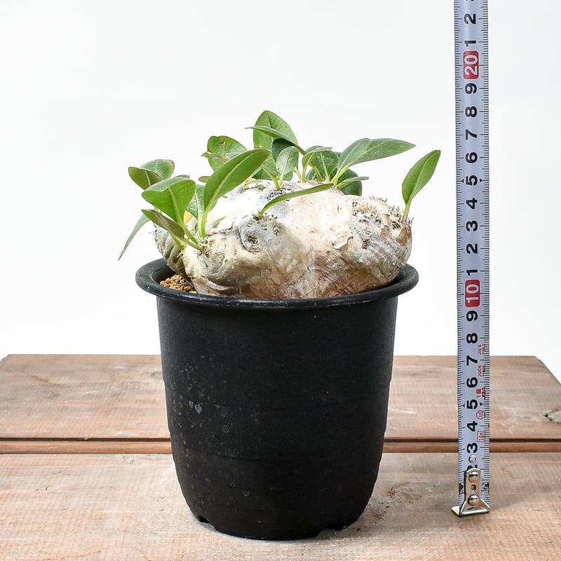 恵比寿笑い 2 ブレビカウレ パキポディウム 現地球 pachypodium