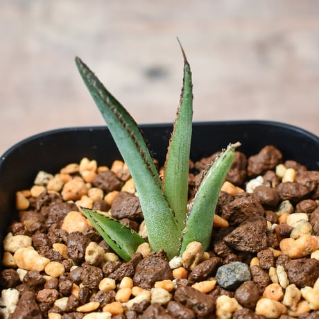 アガベパープソラム | STORES 