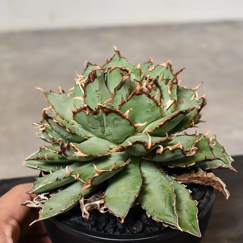 特選 チタノタ フィリグリー (アガベ パキポディウム ユーフォルビア