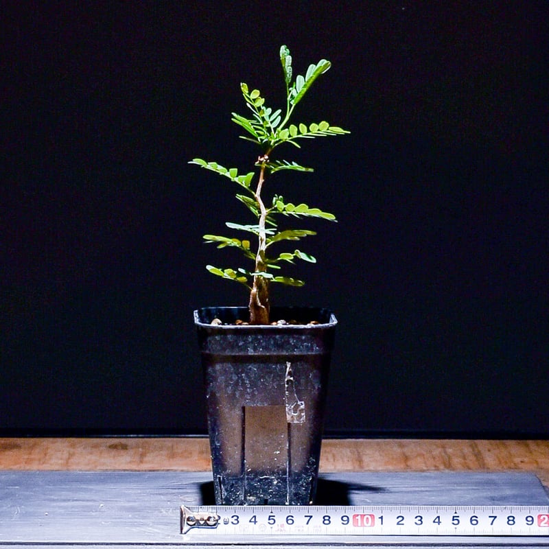 センナ メリディオナリス （実生株）RF22766 | RAFLUM / ラフラム