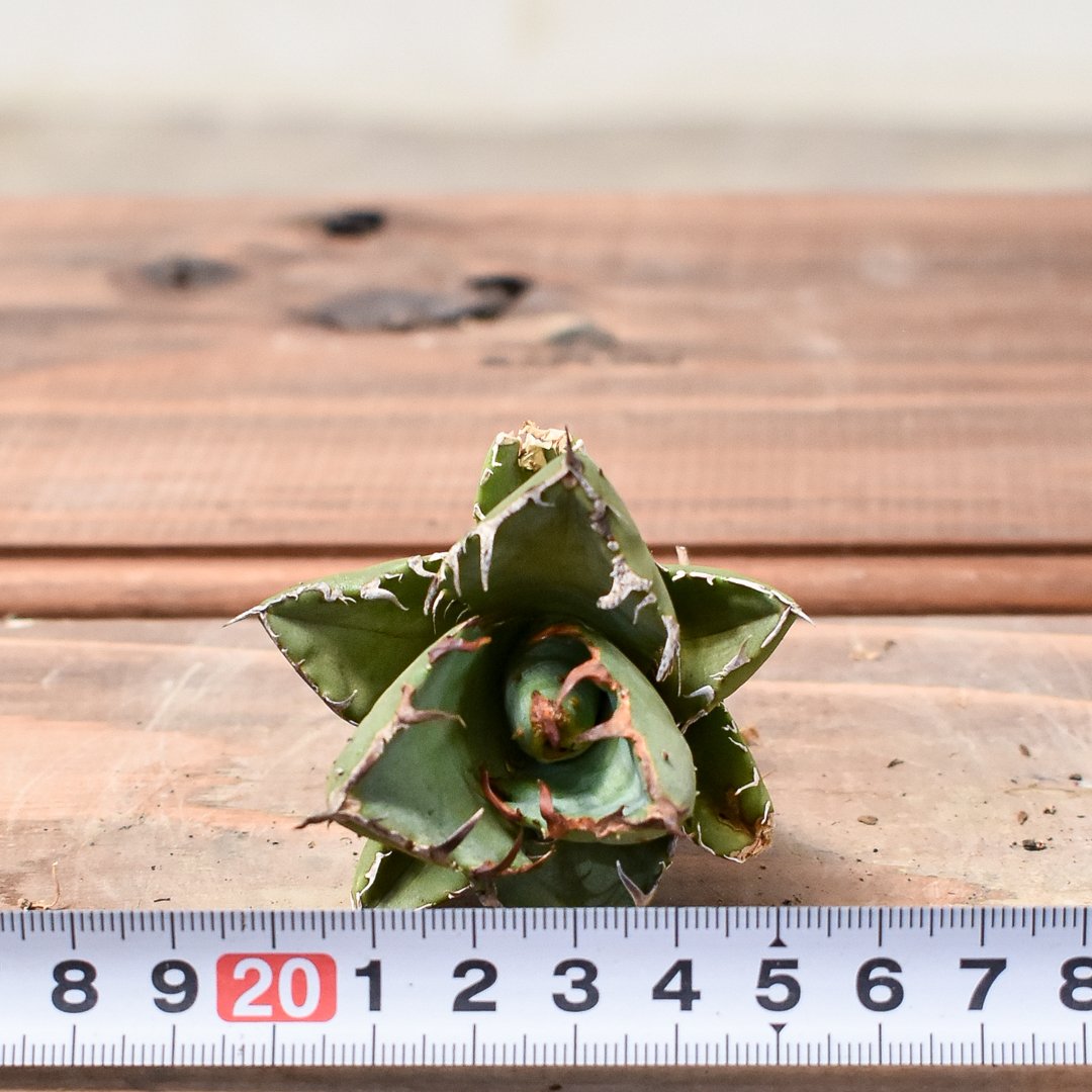 アガベ チタノタ FO222 ブツブツ ムチプリ 親株 US産 OC アガベ