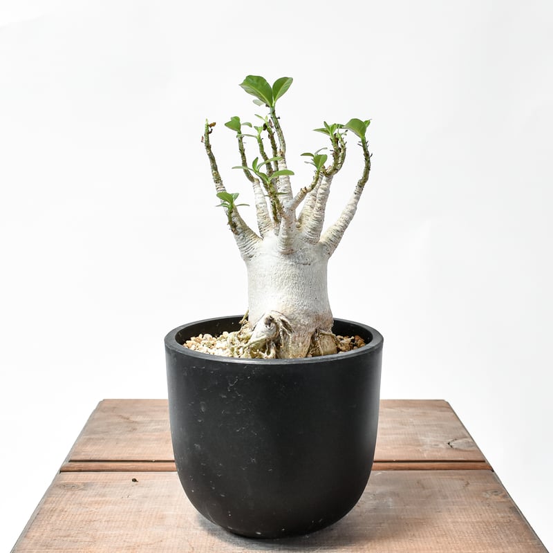 アデニウム アラビカム【発根済み】GM2400661(T) | RAFLUM / ラフラム