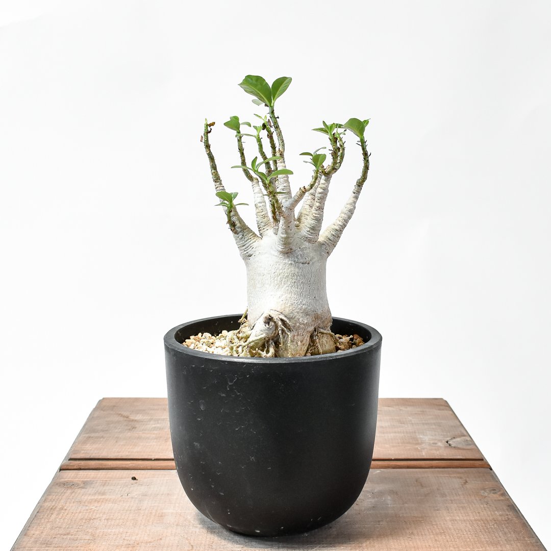 アデニウム　アラビカム　4点セット アデニウム アラビカム 4点セット 園芸ネット本店｜アデニウム