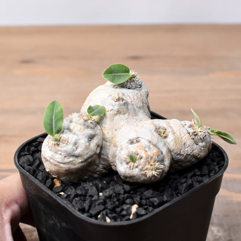 パキポディウム ブレビカウレ 