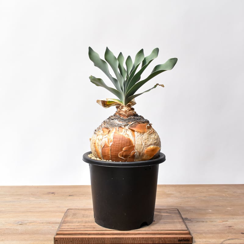 ブーファン ハエマンソイデス 