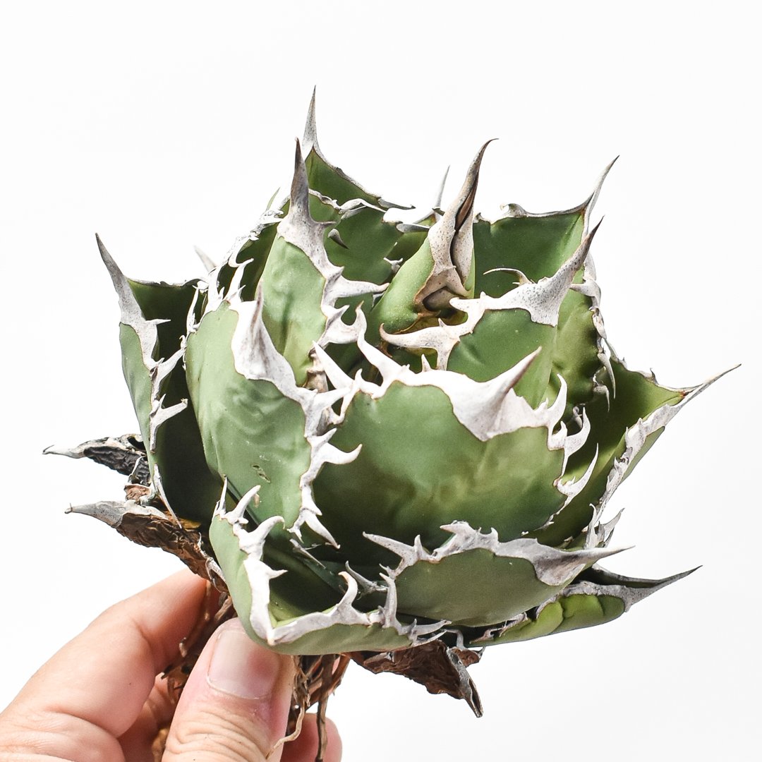 アガベ 羽毛 羽ノギ agave titanota feather fit=scale-down,w=1200