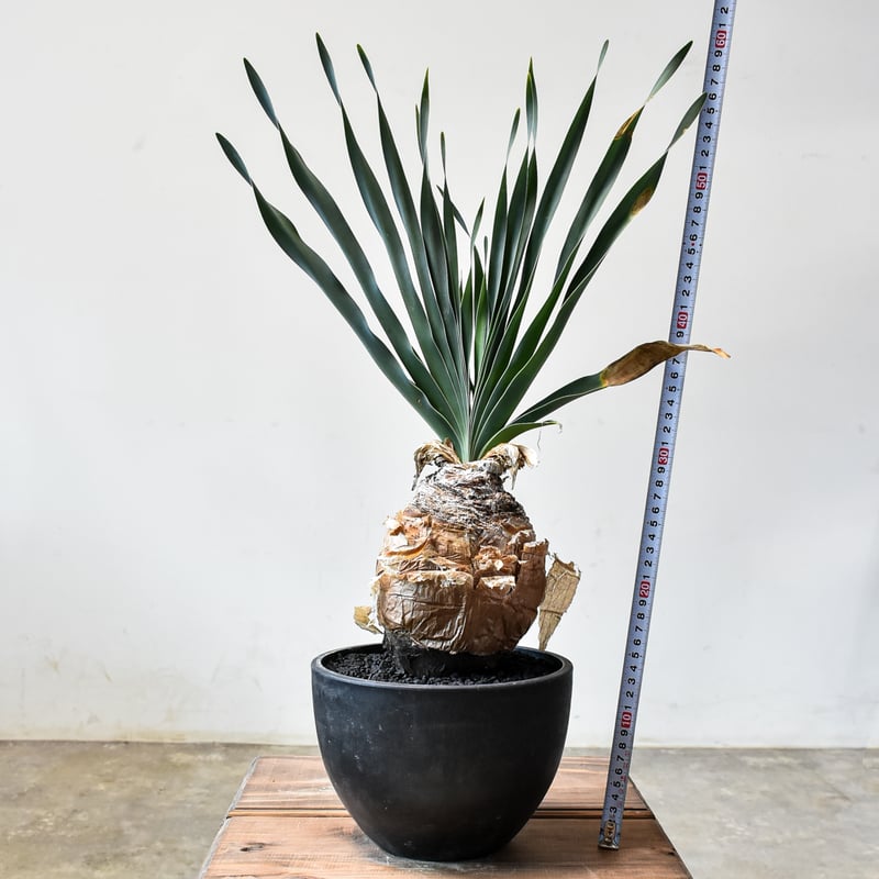 ブーファン　ディスティチャ 園芸ネット本店｜ブーファン：ディスティチャ 4号鉢植え* の通販【公式】