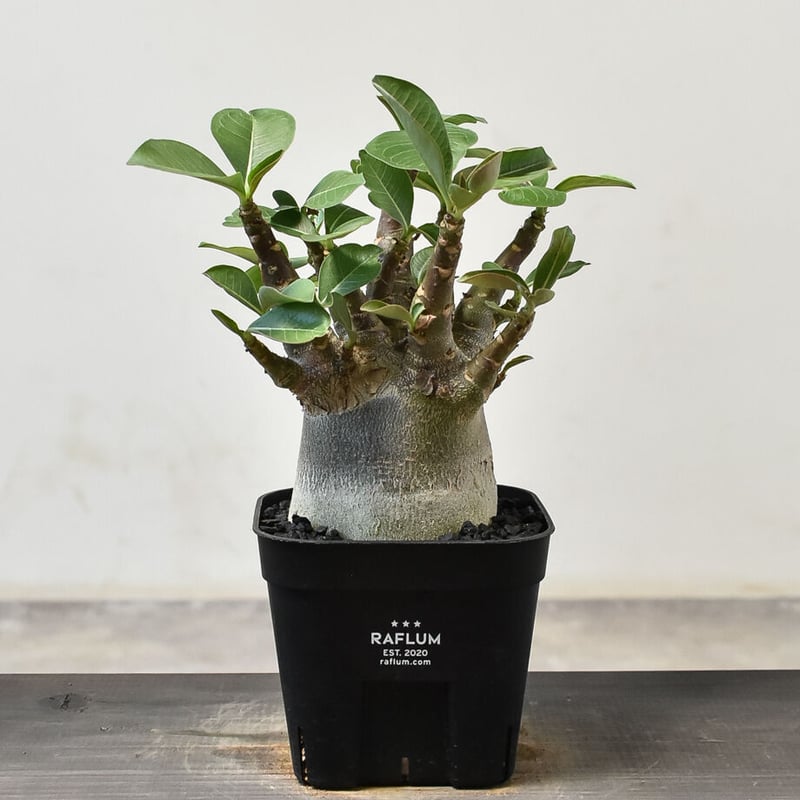 アデニウム アラビカム 