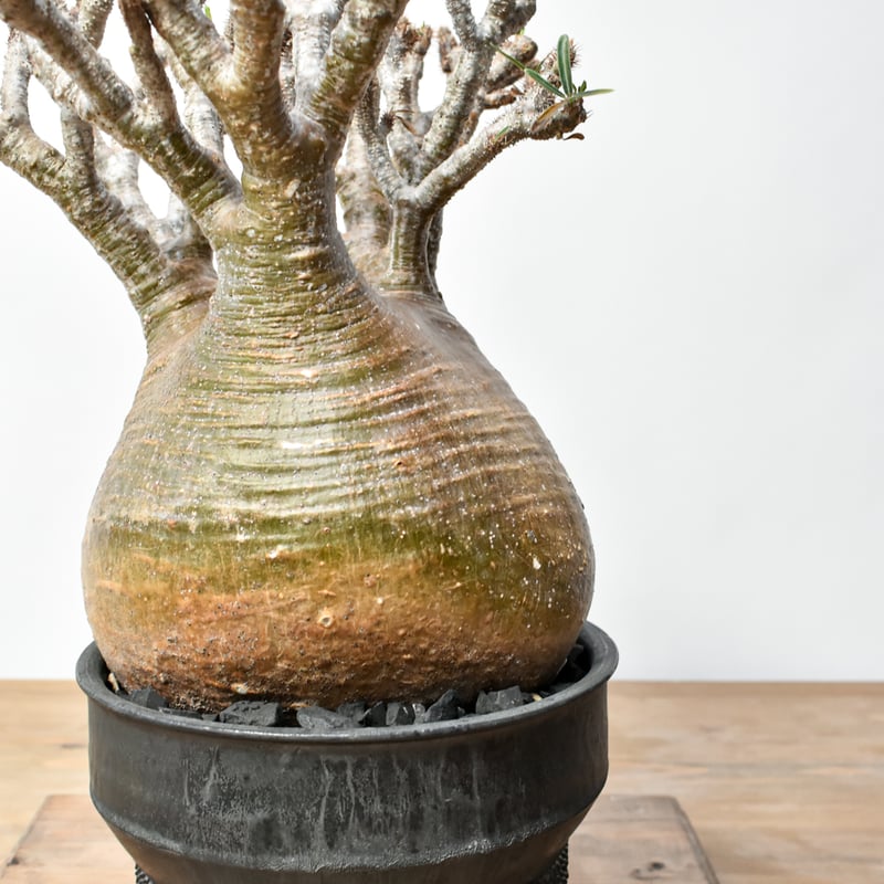 RAFLUMコレクション】パキポディウム グラキリス 