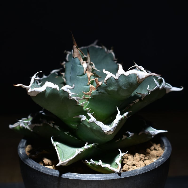 アガベ チタノタ ソーラーエクリプス