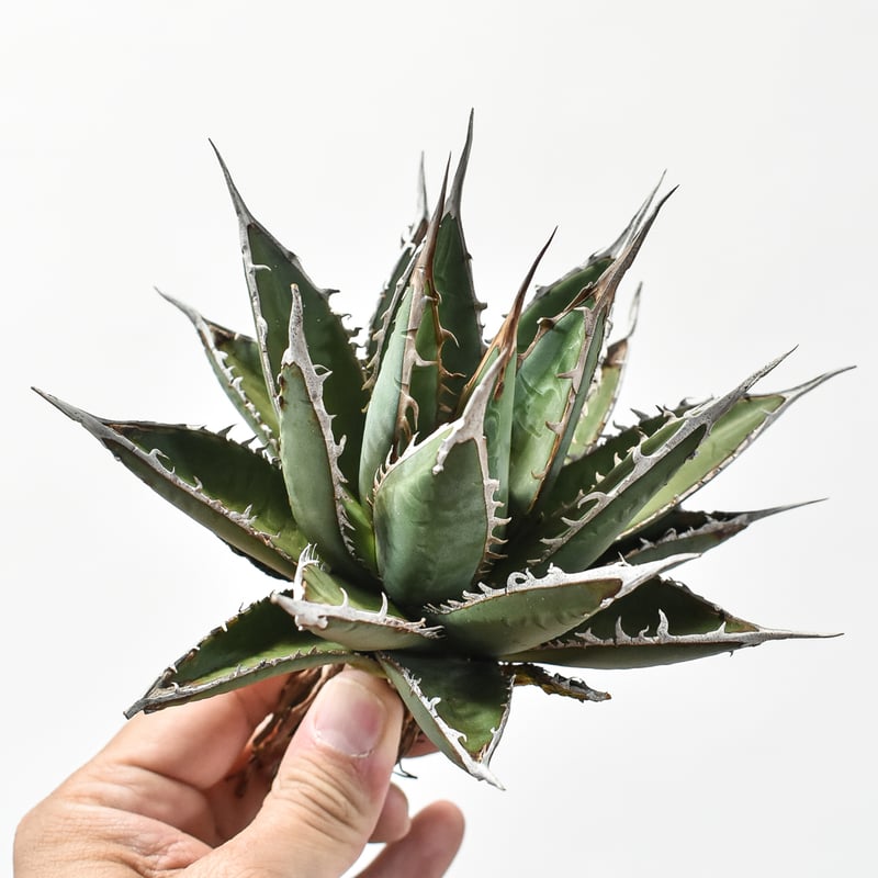 夏セールアガベパープソラム（Purpusorum）‼️超希少株28600-8600 夏セールアガベパープソラム（Purpusorum）‼️超希少株28600-8600