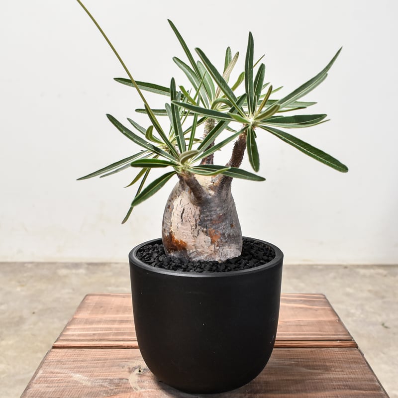 パキポディウム グラキリス 【現地球/発根済み】HK2401954