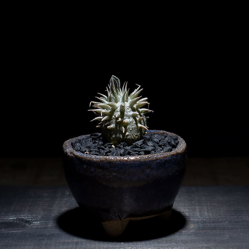 パキポディウムグラキリス恵比寿大黒デンシカウレ実生セット販売