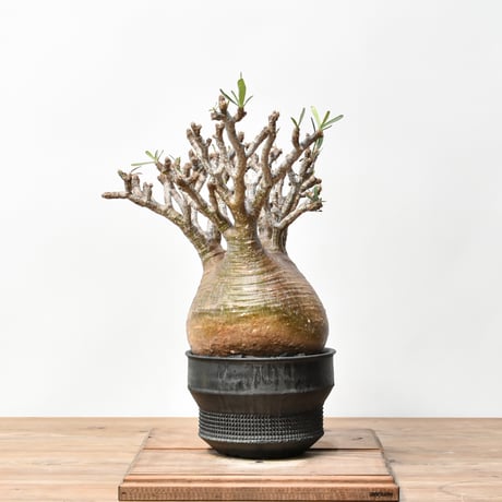 ラスト大幅値下げ　【綴化】 特大 グラキリス 現地球 2025年最新】綴化 グラキリスの人気アイテム - メルカリ