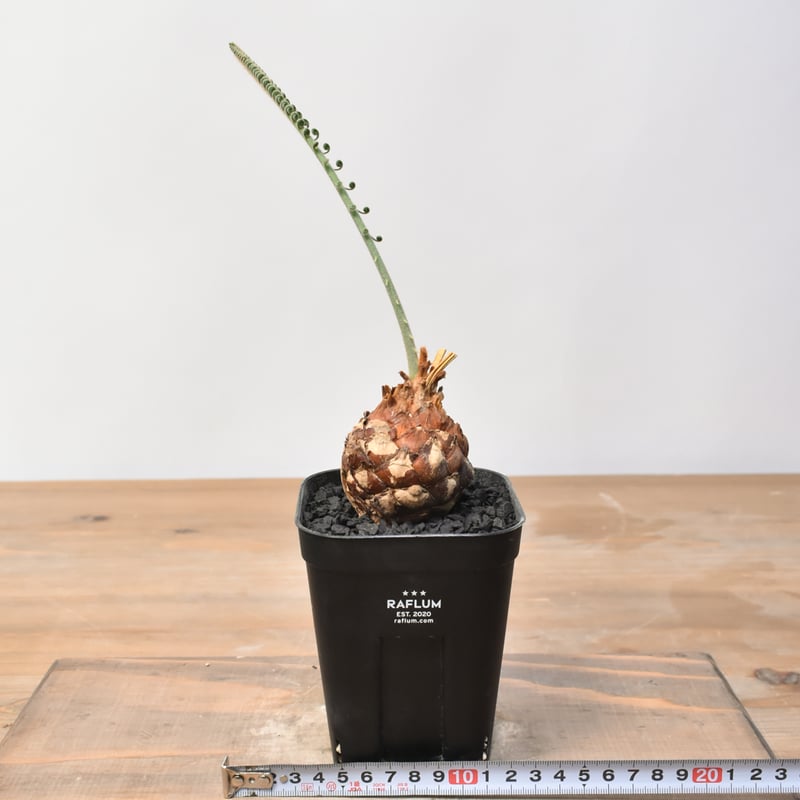 サイカス カイルンシアナ 【実生】RF25011359 | RAFLUM / ラフラム