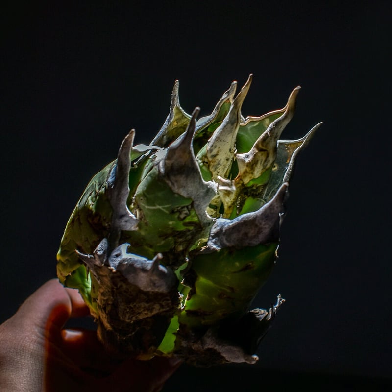 アガベ オアハカ 