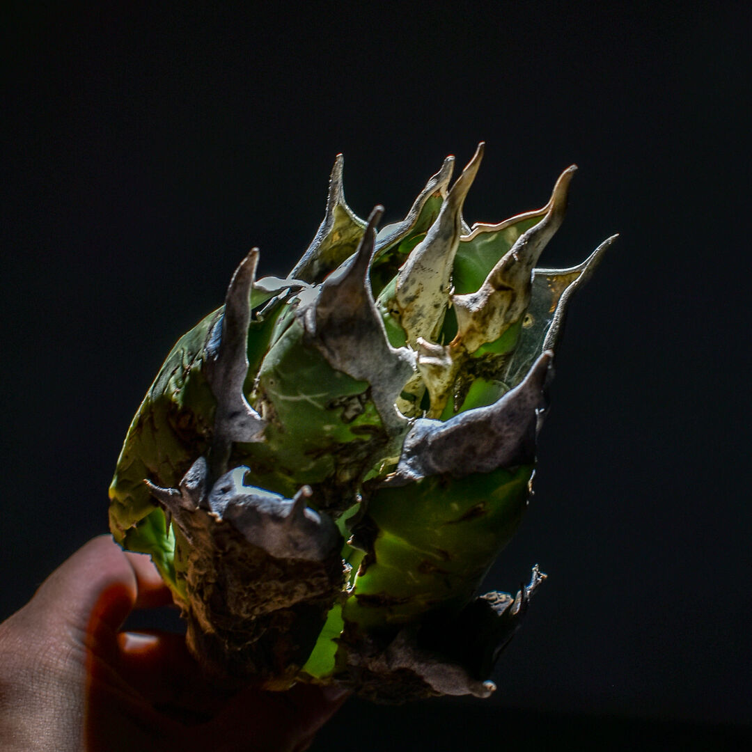 F2267 オアハカ産！！アガベ オテロイ アガベ 287 約65株セット