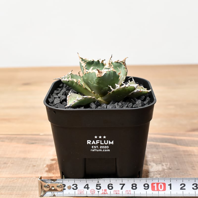 アカウス×3個 アガベ チタノタ ゼウス 