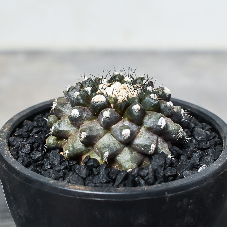 コピアポア テヌイシマ 