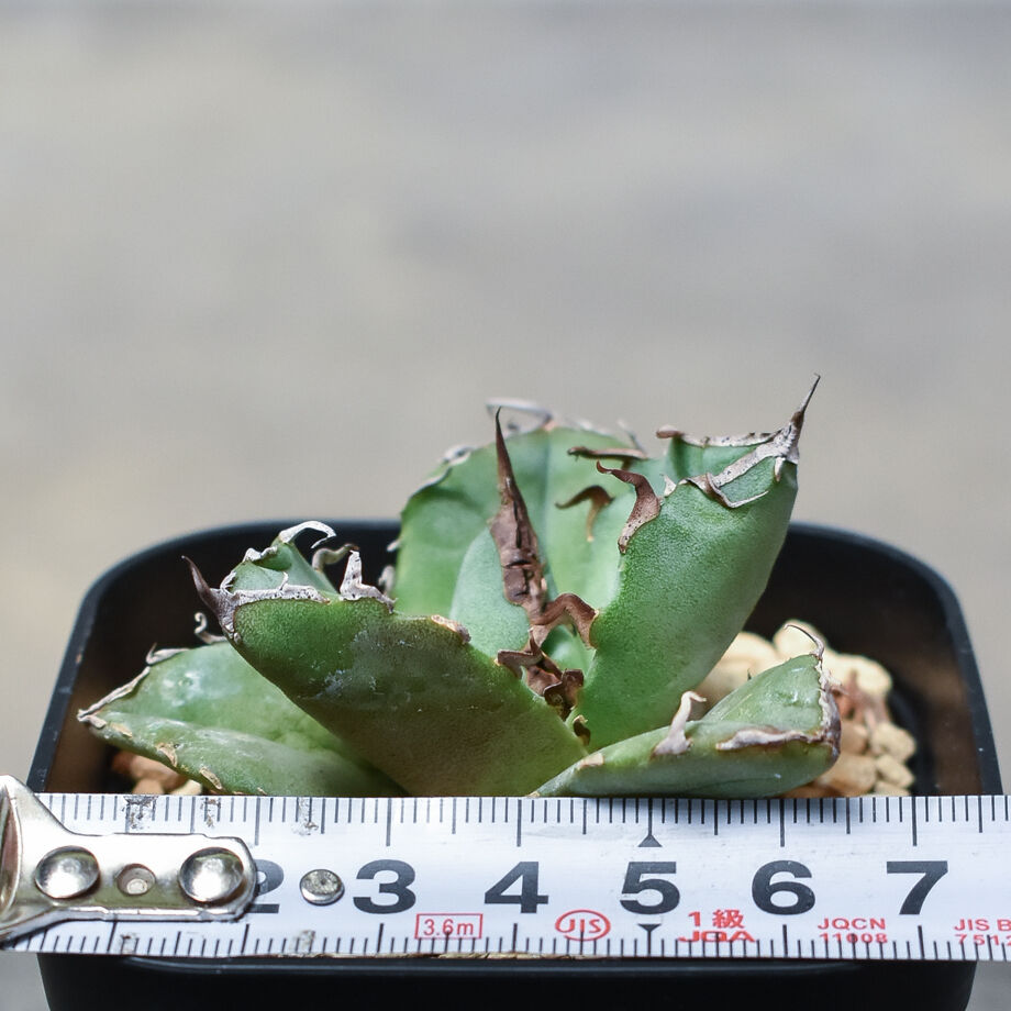 アガベ 白毫刺/ ビャクゴウシ 発根済み プレステラ105 オリジナル