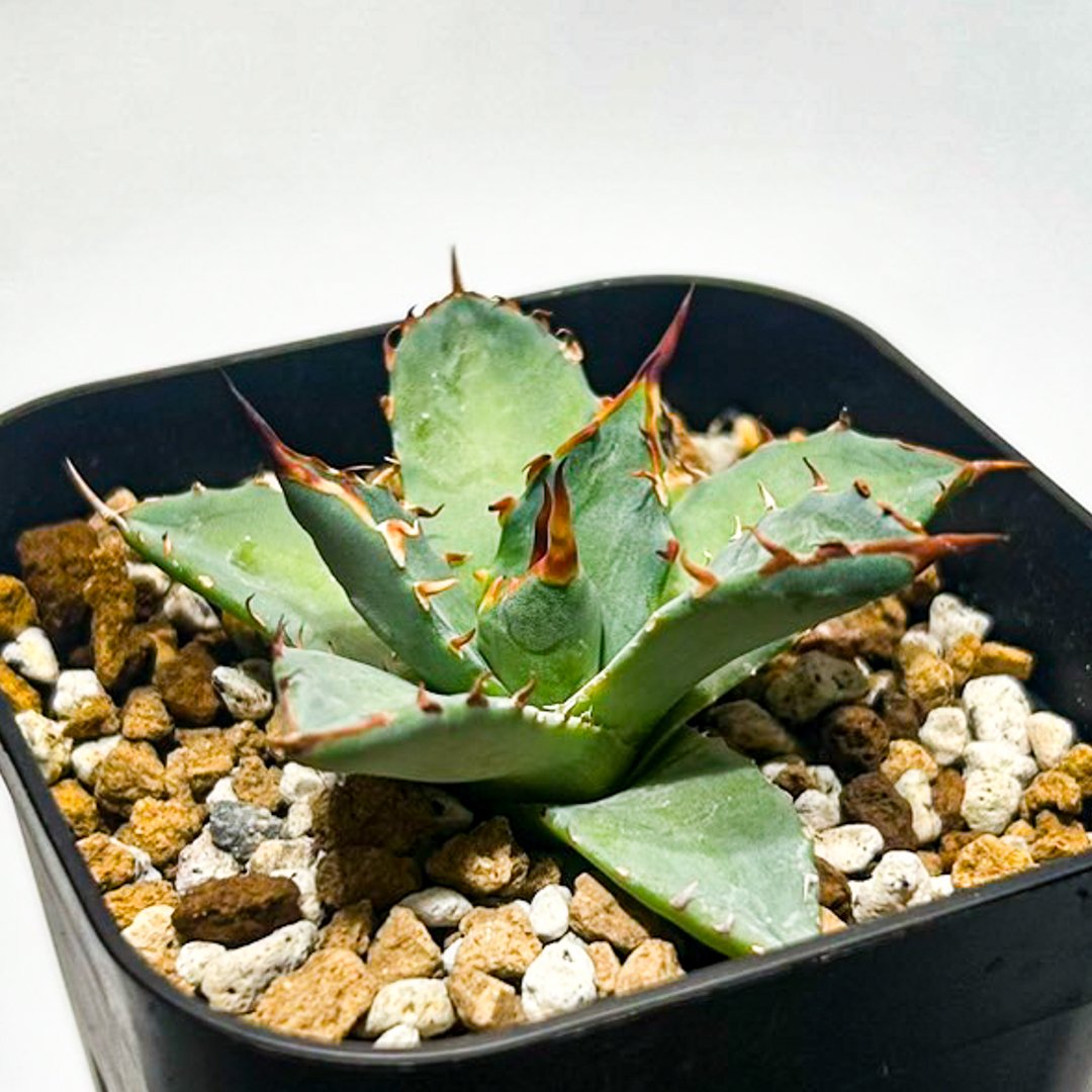 Dennis hybrid 黑帝斯x妖炎 /ハデス×エボリスピナ 【台湾DENNIS産】RFD