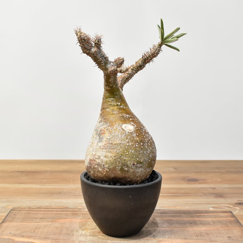 パキポディウム グラキリス 【発根済み】RFKN25010872 | RAFLUM / ラフ