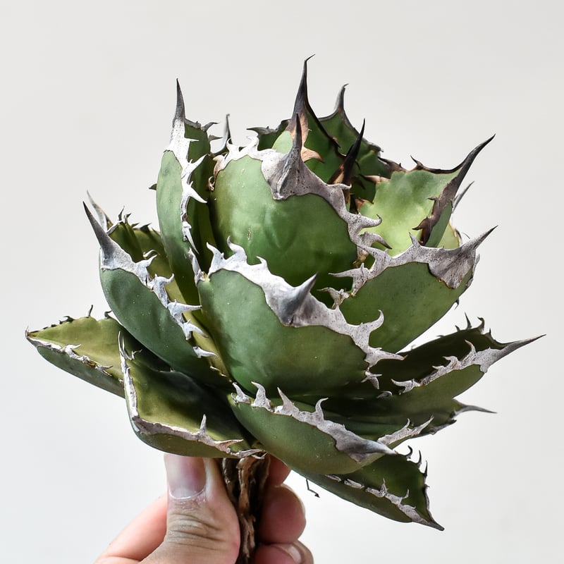 鯊魚劍　シャークソード　Shark Sword アガベ　ドラゴンアガベ アガベ チタノタ シャークソード 