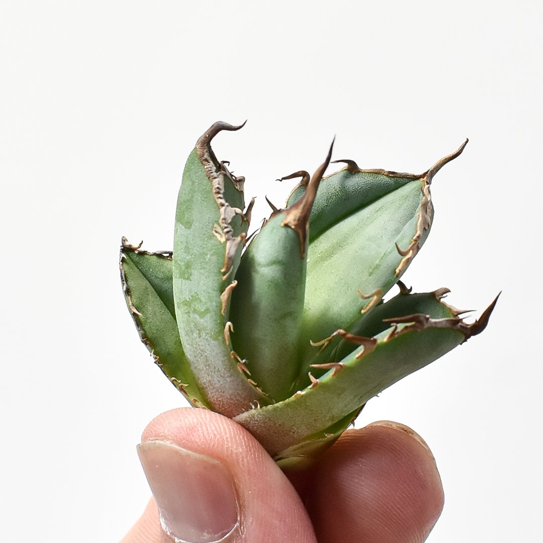 アガベ チタノタ 