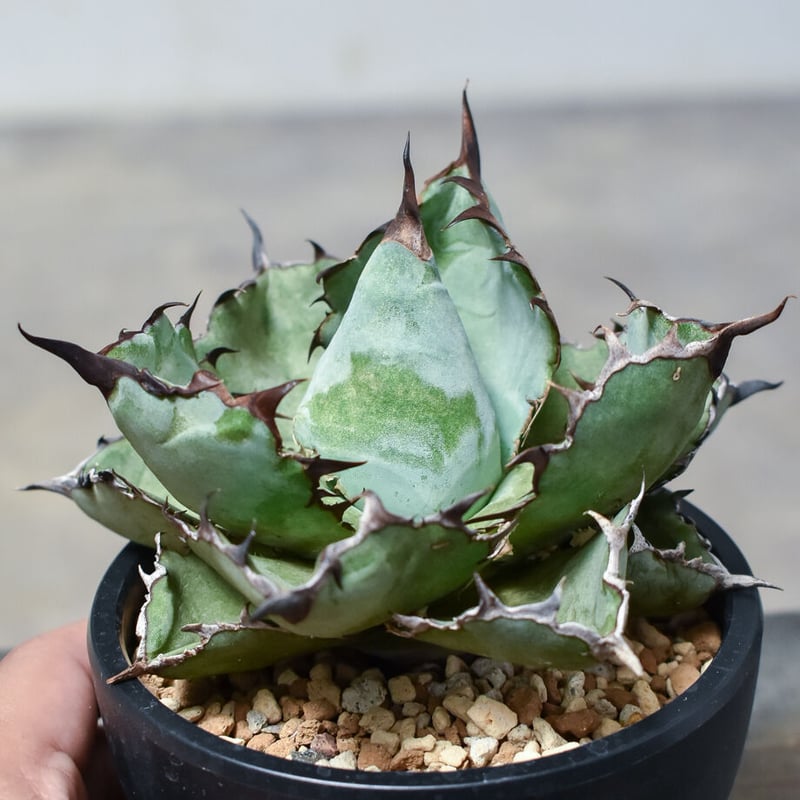 アガベ　ブラック&ブルー中株ボール型 アガベ チタノタ ブラックアンドブルー 