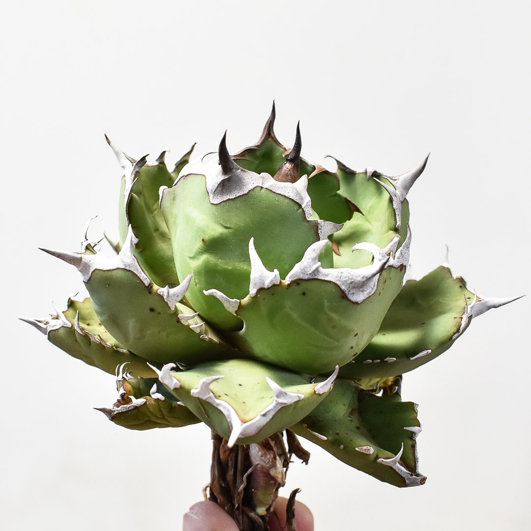 58 アガベチタノタ覇王竜美株肉厚ムチムチ選抜特選