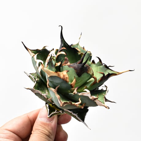 アガベ チタノタ "精品ハデス" / 精品黒帝斯、精品恐竜牙歯 【台湾 dragon agave産/中株/抜き苗】A RF25011899