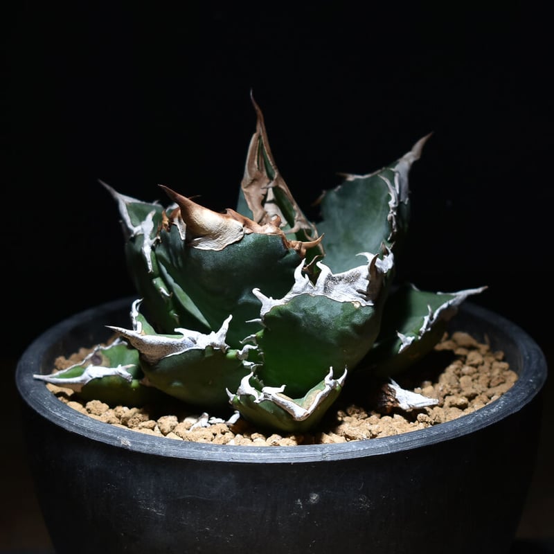 アガベ　チタノタ　ホワイトファイヤー　白火焔 アガベ チタノタ ホワイトファイヤー 