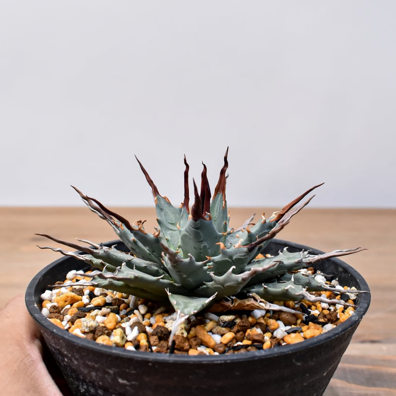 アガベ Dennis hybrid 妖炎X甲妖 /エボリスピナ×（イシスメンシス