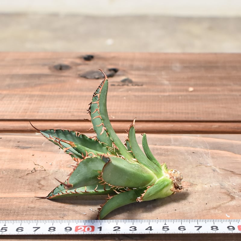 【親株】アガベチタノタ　猟豹　チーター　ドラゴンアガベ産 親株】アガベチタノタ 猟豹 チーター ドラゴンアガベ産 アガベ