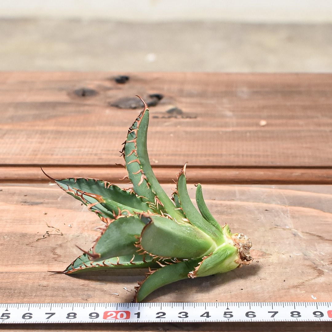 アガベ　トランカータ　35センチ❗ 楽天市場】【送料無料】アガベ パリー トルンカータ