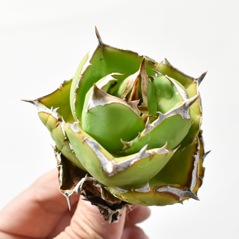 アガベ チタノタ DENNIS達摩【台湾DENNIS産/発根済み/中株】A DN250103