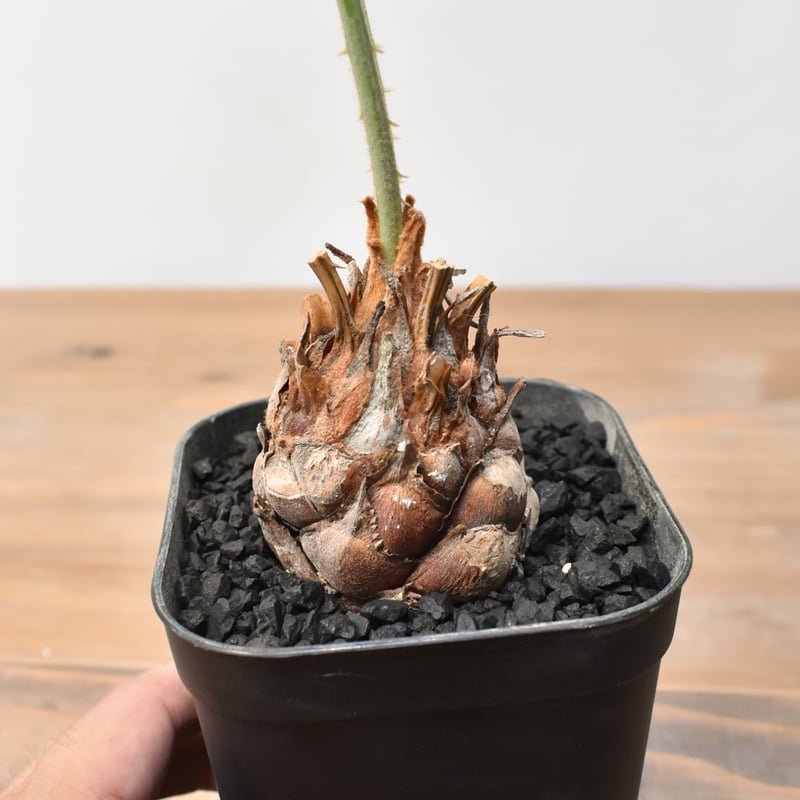 サイカス カイルンシアナ 【実生】RF25011358 | RAFLUM / ラフラム