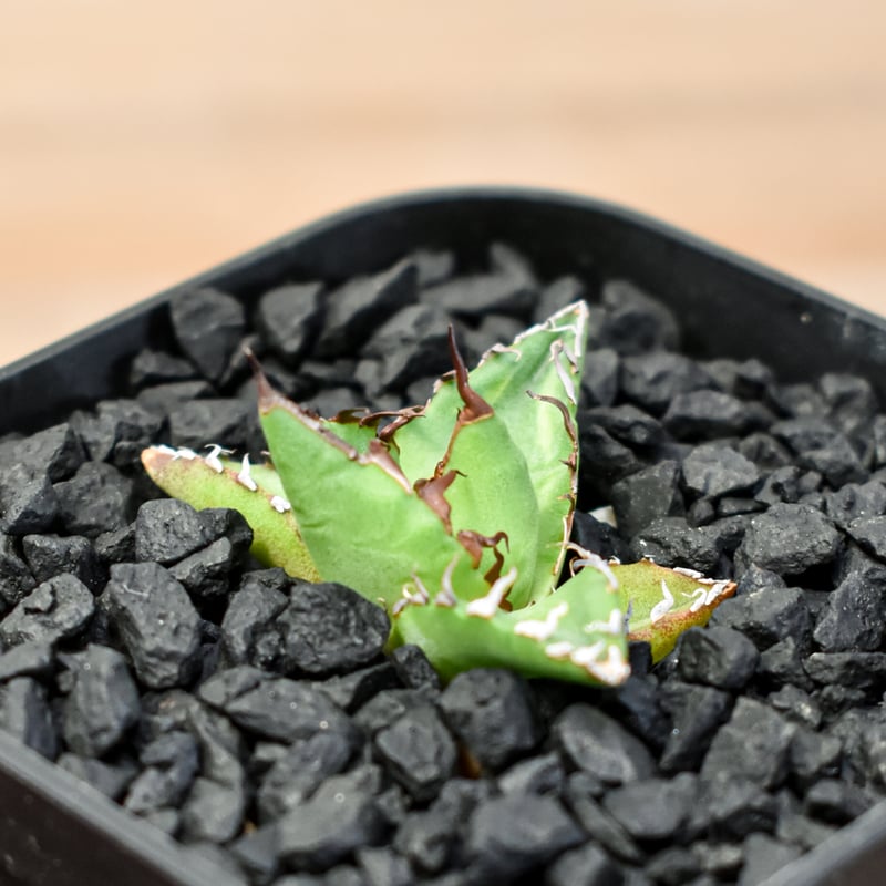 HAYA アガベ ホリダ 親1子2 HAYA様専用 アガベ ホリダ 親1子2