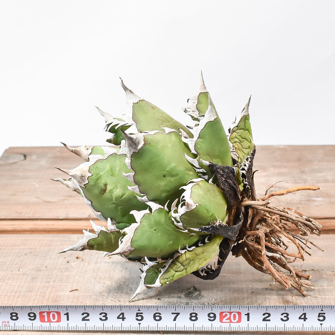 高騰品種】万代厳竜×レッドキャットウィーズル hyb 極上強棘