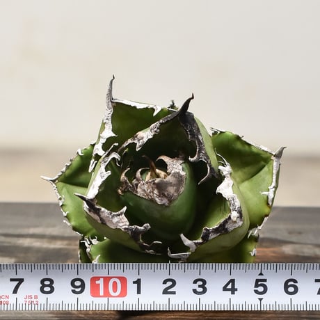 アガベ チタノタ 南アフリカダイヤモンド  "SAD/南非白鑚石" 【台湾産/抜き苗販売】RF231839B
