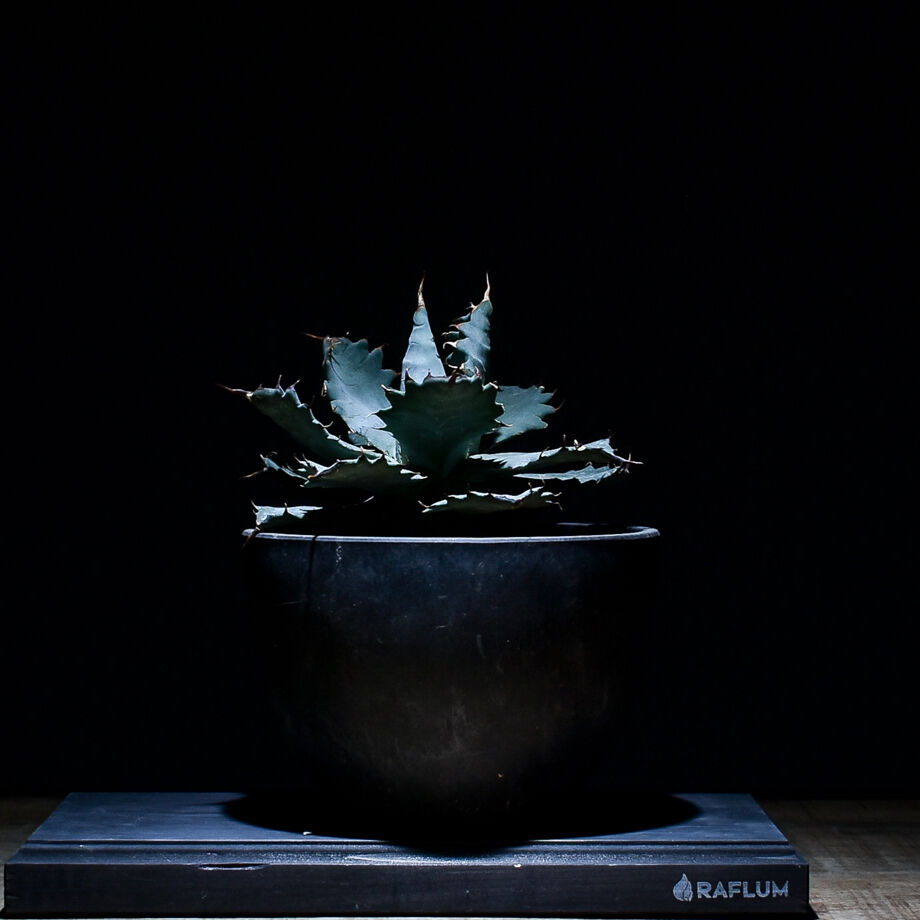 アガベ チタノタ X マルガリータ （発根済）RF22285 | RAFLUM