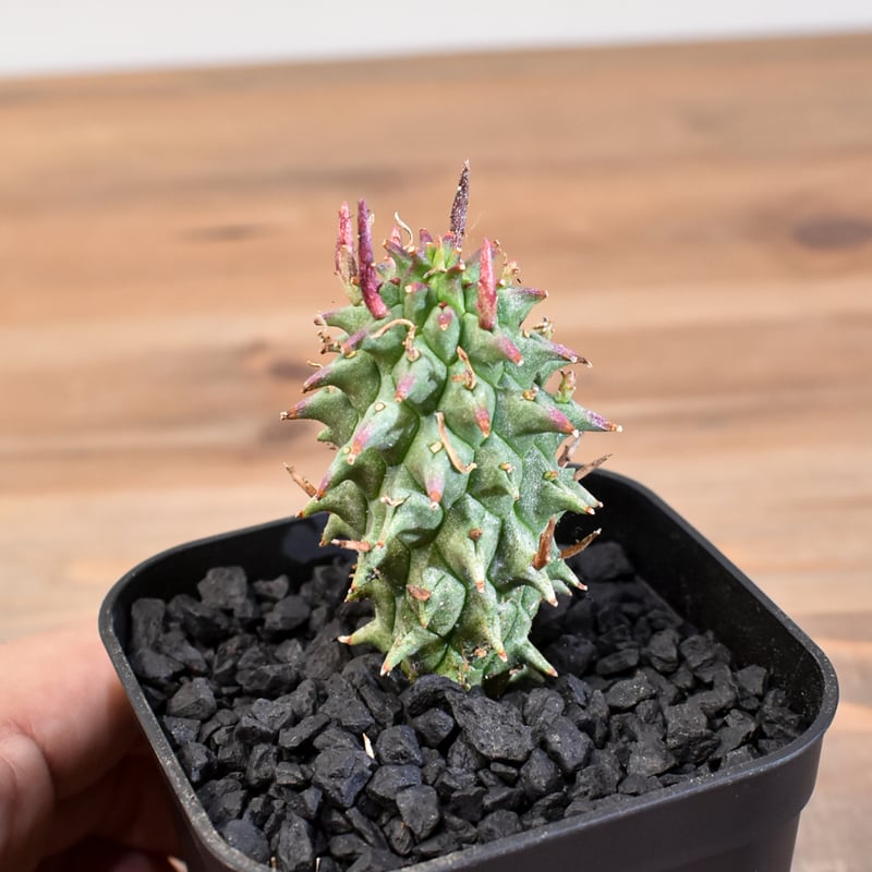 『鉢付き』ユーフォルビア スコエンランディ 実生 ユーフォルビア スコエンランディ 