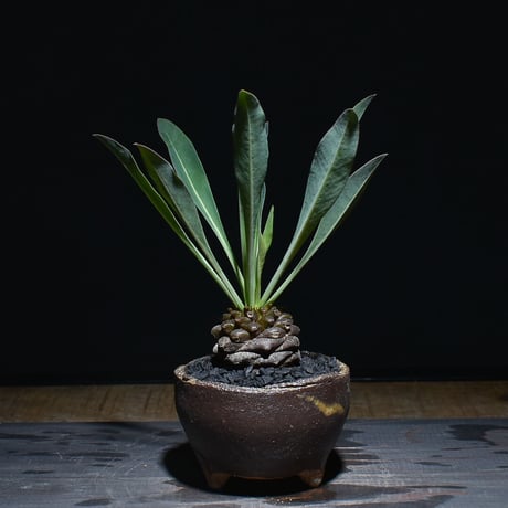 【確認用】3 オベサ × 鉄甲丸 hyb. オベサ鉄甲 実生 特選 確認用】3 オベサ × 鉄甲丸 hyb. オベサ鉄甲 実生 特選