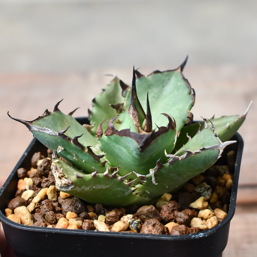 アガベ チタノタ ハデス / 黒帝斯、恐竜牙歯 【台湾 dragon agave産/TC