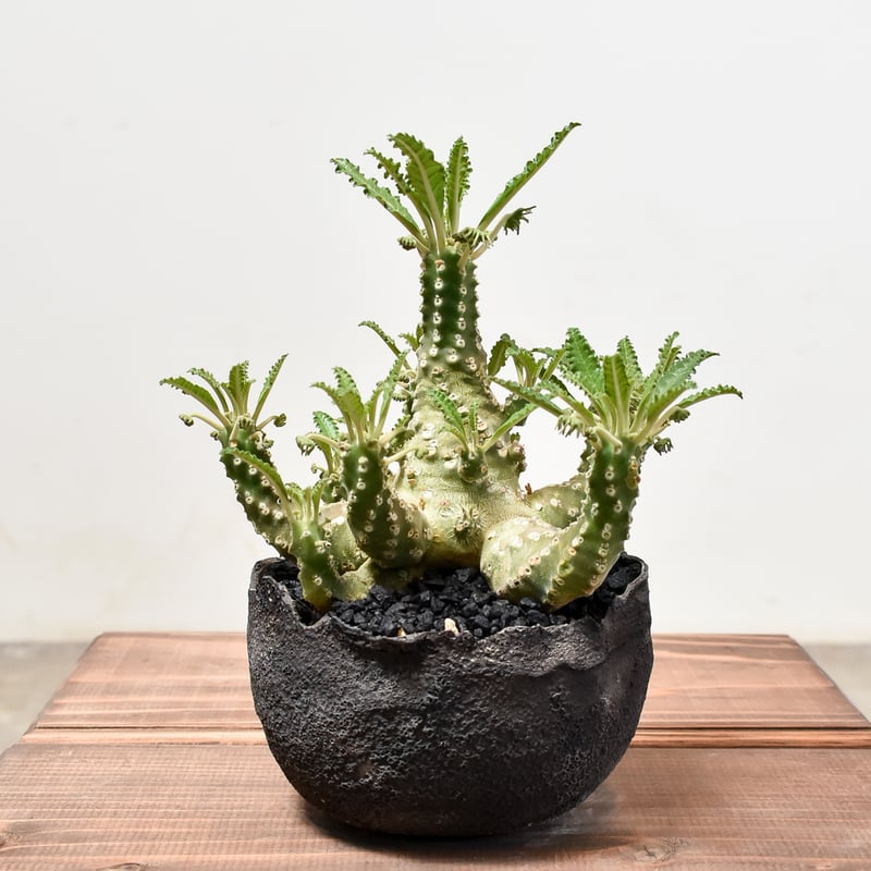 ドルステニア ラブラニー【発根済み】GS2400293 | RAFLUM / ラフラム