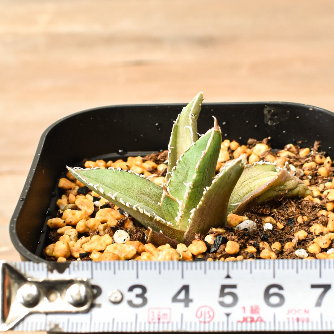 アガベ チタノタ 