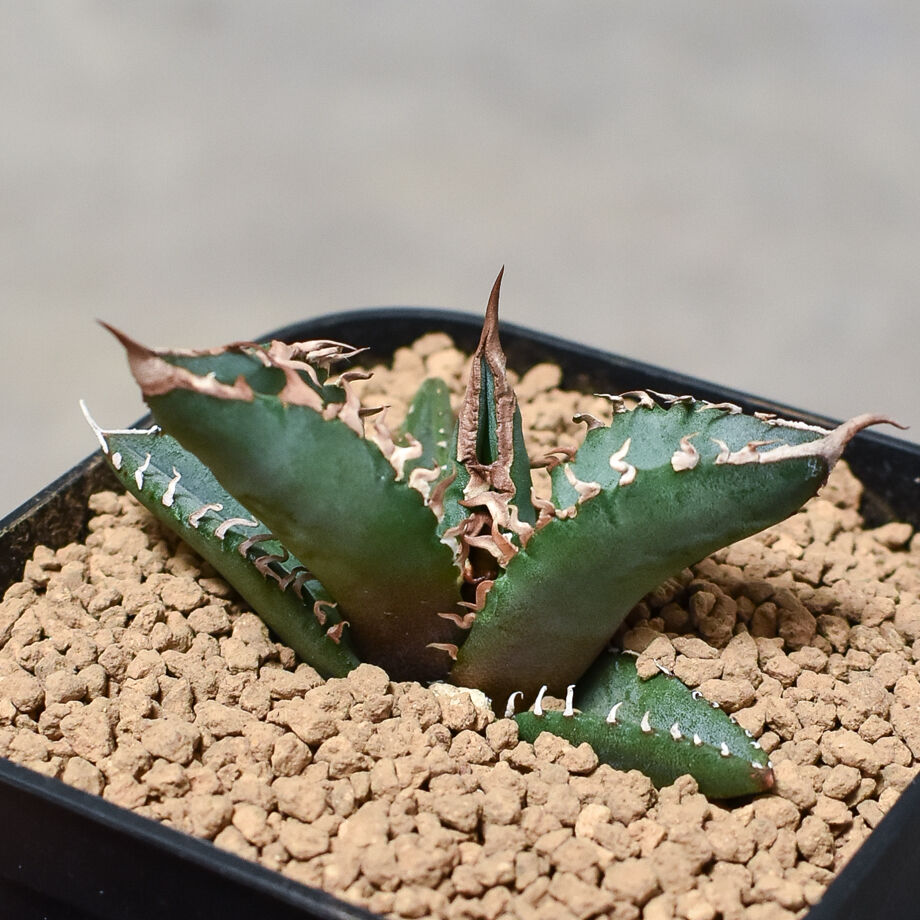 アガベ チタノタ ホワイトファイヤー 